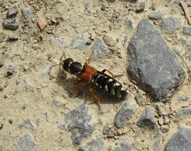 Staphylinus caesareus - aranysujtásos holyva