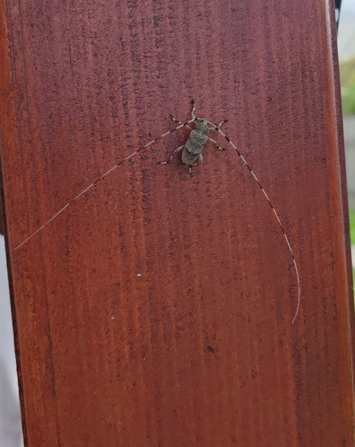 Acanthocinus aedilis - nagy daliáscincér