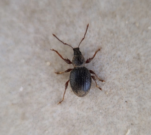 Otiorhynchus ovatus - apró gyalogormányos
