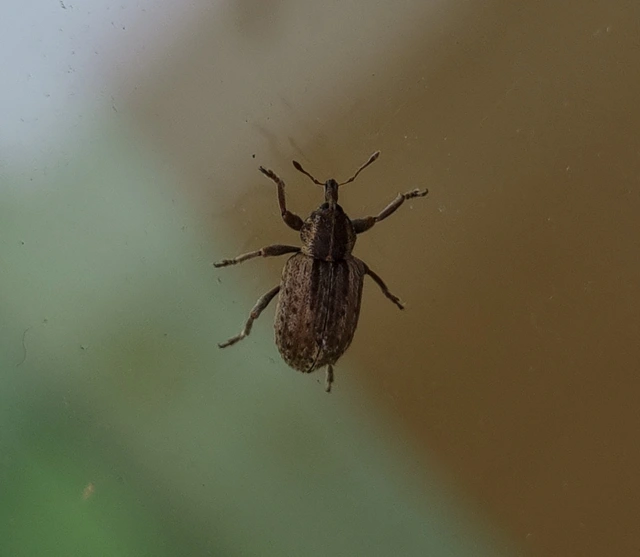 Hypera postica - lucerna-pikkelyesormányos