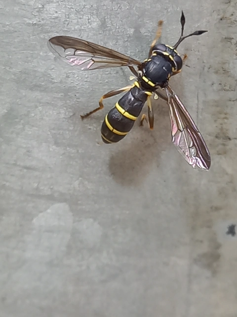Ceriana conopsoides - nagy hosszúcsápúlégy