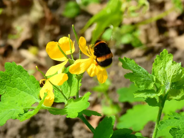 Bombus - poszméhek