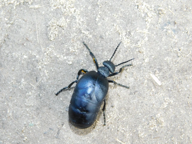 Meloe scabriusculus - érdes nünüke