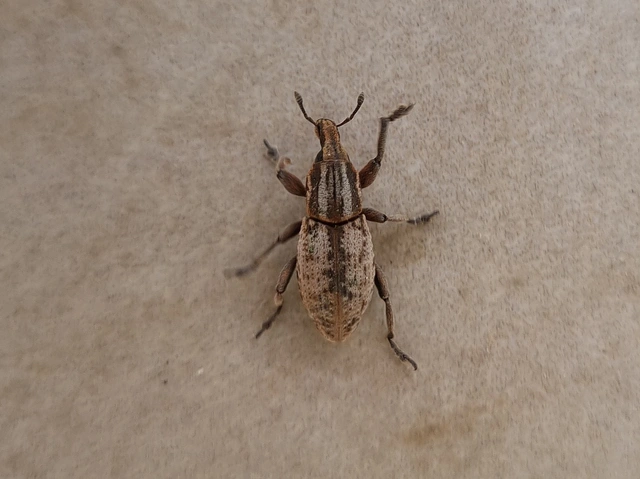 Pseudocleonus cinereus - hamvas barkó
