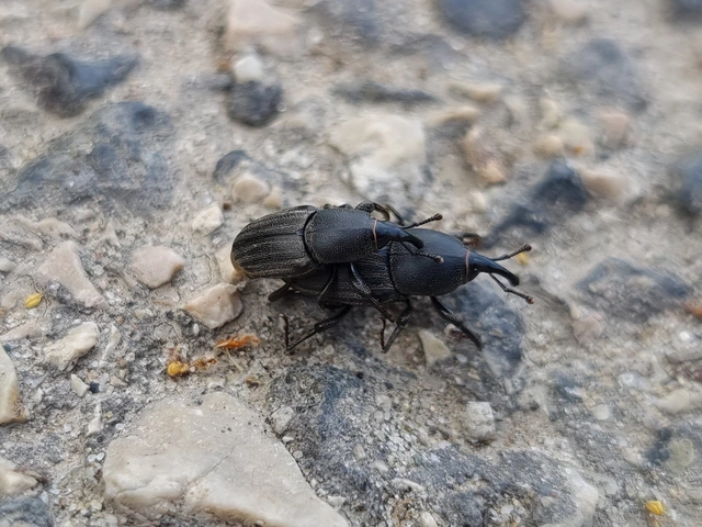 Sphenophorus striatopunctatus - mezei zsuzsok