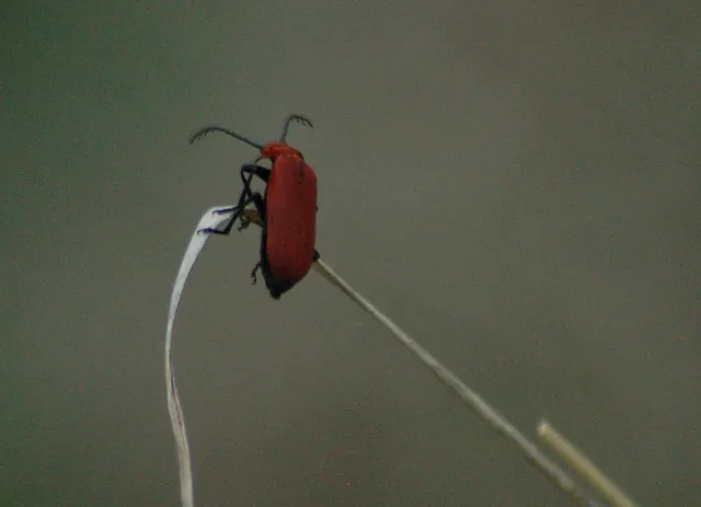 Pyrochroa serraticornis - közép-bíborbogár