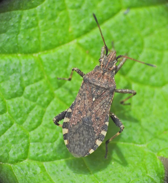 Ceraleptus gracilicornis - tüskéslábú karimáspoloska