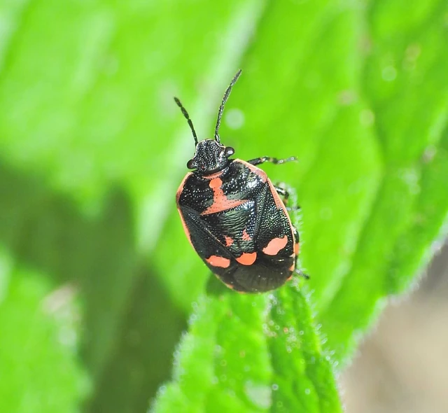 Eurydema oleracea - paréjpoloska Eurydema oleracea - paréjpoloska