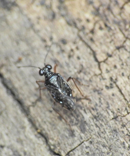 Saldidae - partipoloskák