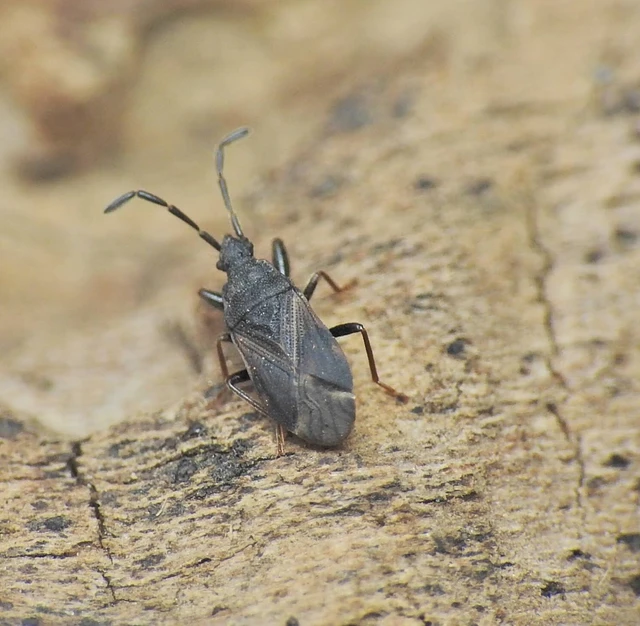 Heteroptera - Poloskák