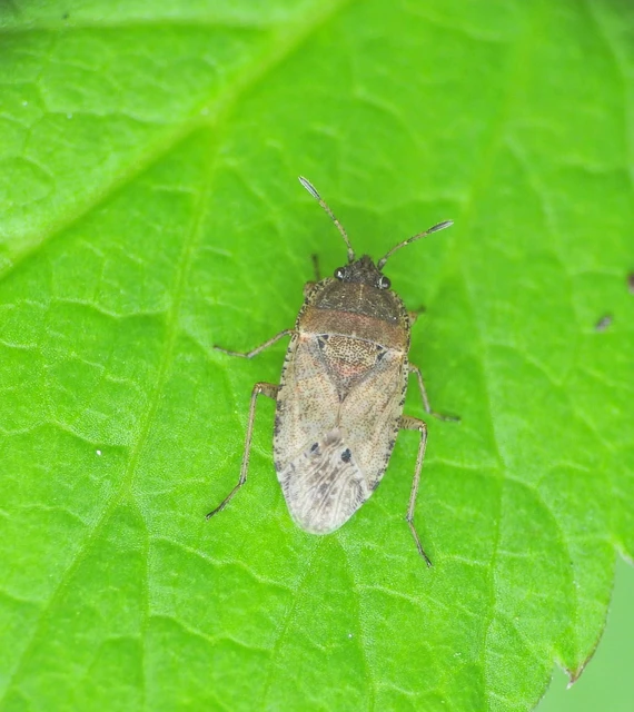 Rhyparochromidae - földibodobácsok