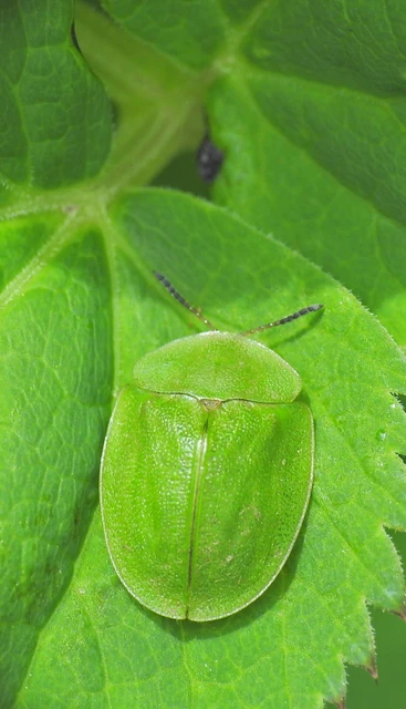 Cassida viridis - zöld pajzsbogár Cassida viridis - zöld pajzsbogár