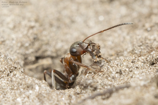 Formica rufibarbis - vörös rabszolgahangya