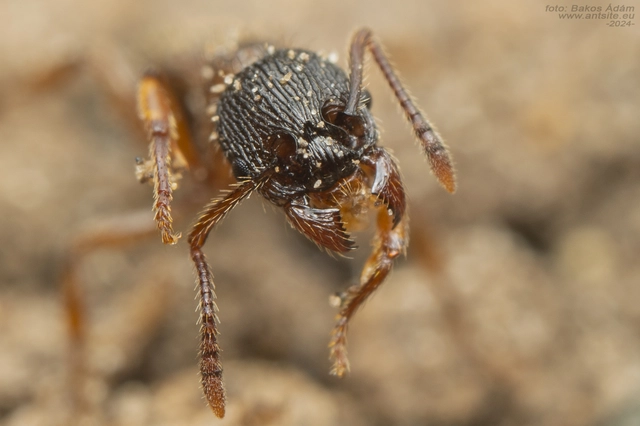 Myrmica schencki - kétszínű bütyköshangya