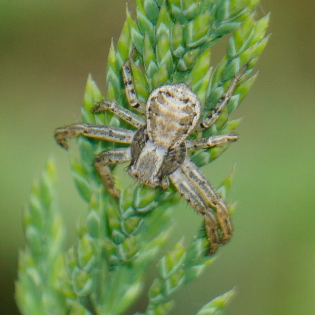 Xysticus