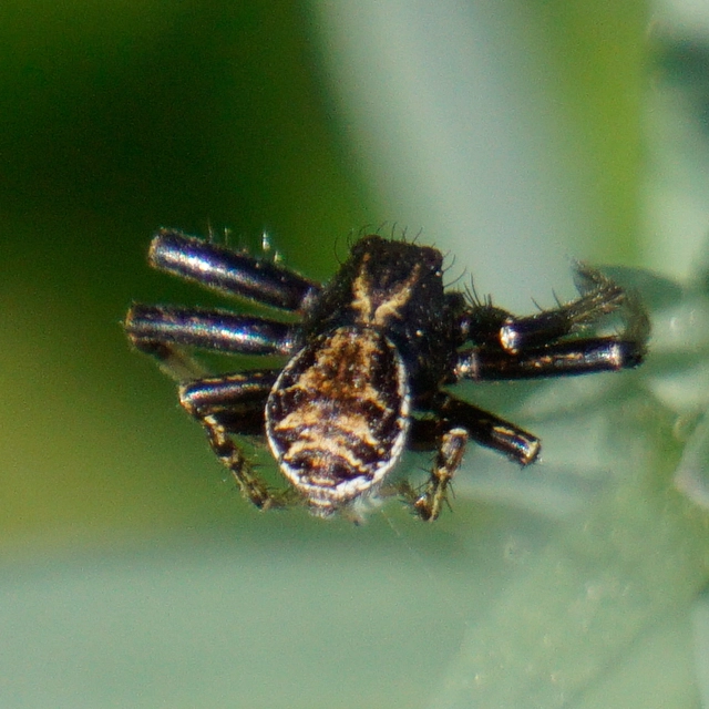 Xysticus
