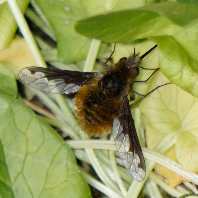 Bombylius major - szegélyes pöszörlégy