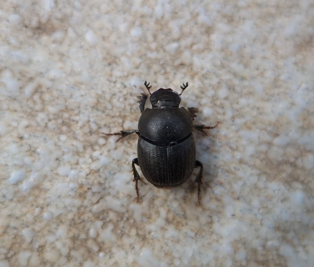 Onthophagus ruficapillus - füstös trágyatúró