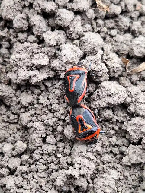 Perillus bioculatus