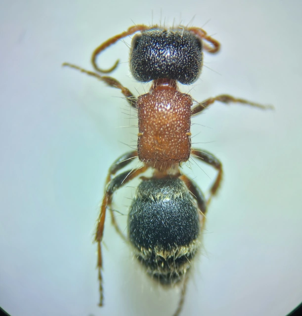 Mutillidae - hangyadarazsak
