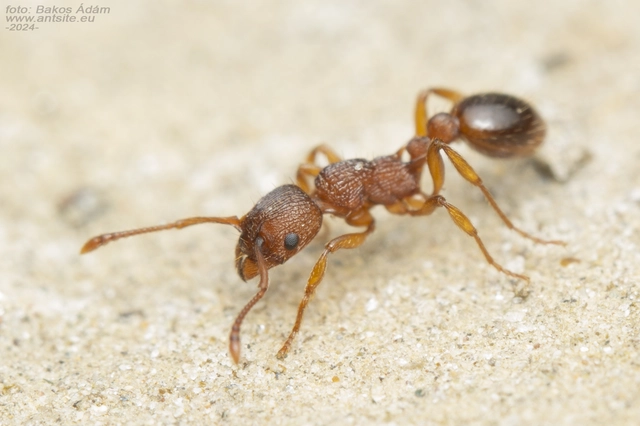 Myrmica specioides - pusztai bütyköshangya