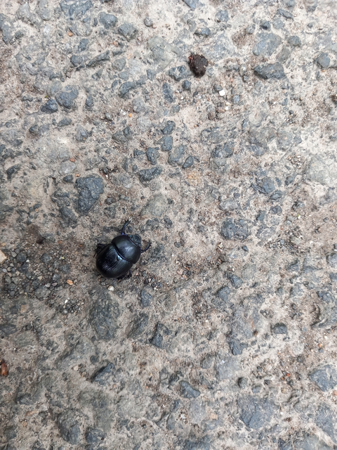 Anoplotrupes stercorosus - erdei álganéjtúró