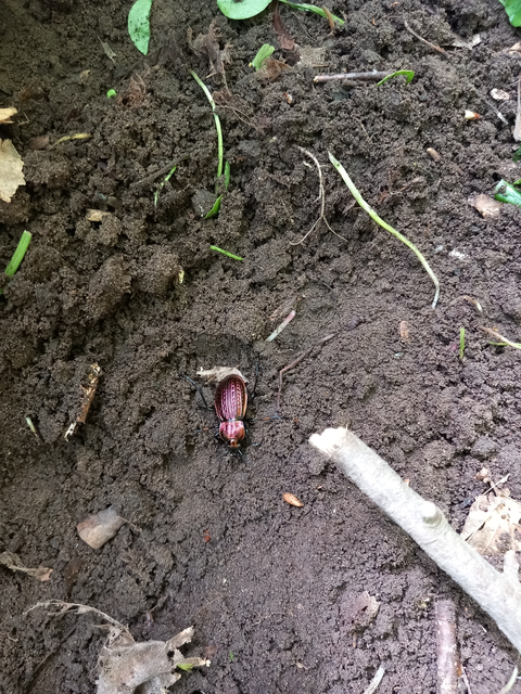 Carabus ulrichii - rezes futrinka Carabus ulrichii - rezes futrinka