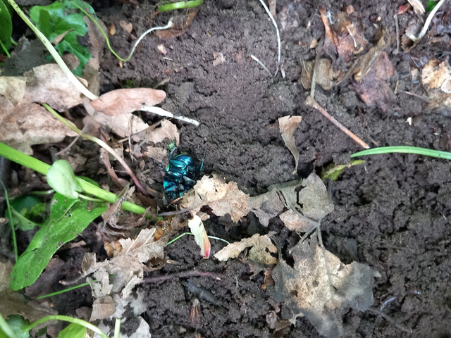 Trypocopris vernalis - tavaszi álganéjtúró