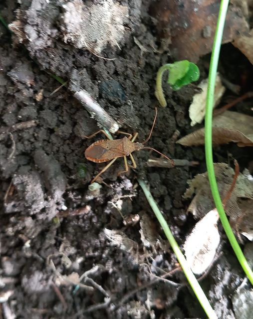 Gonocerus acuteangulatus - aranypetés karimáspoloska
