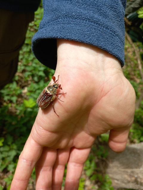 Melolontha pectoralis - hamvas cserebogár