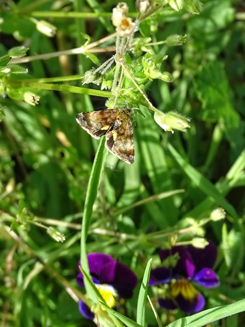 Panemeria tenebrata - apró sárgabagoly