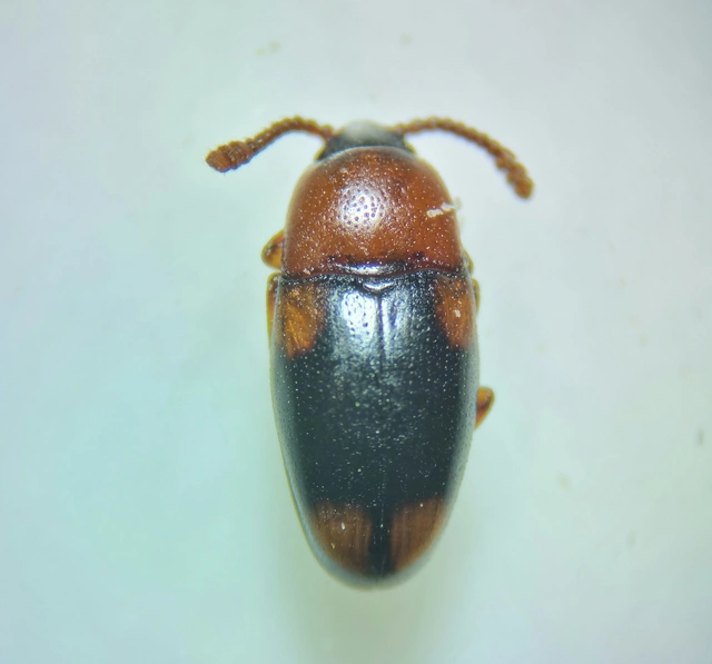 Combocerus glaber - földi tarbogár