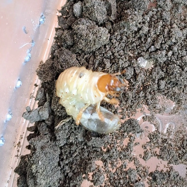 Coleoptera - Bogarak