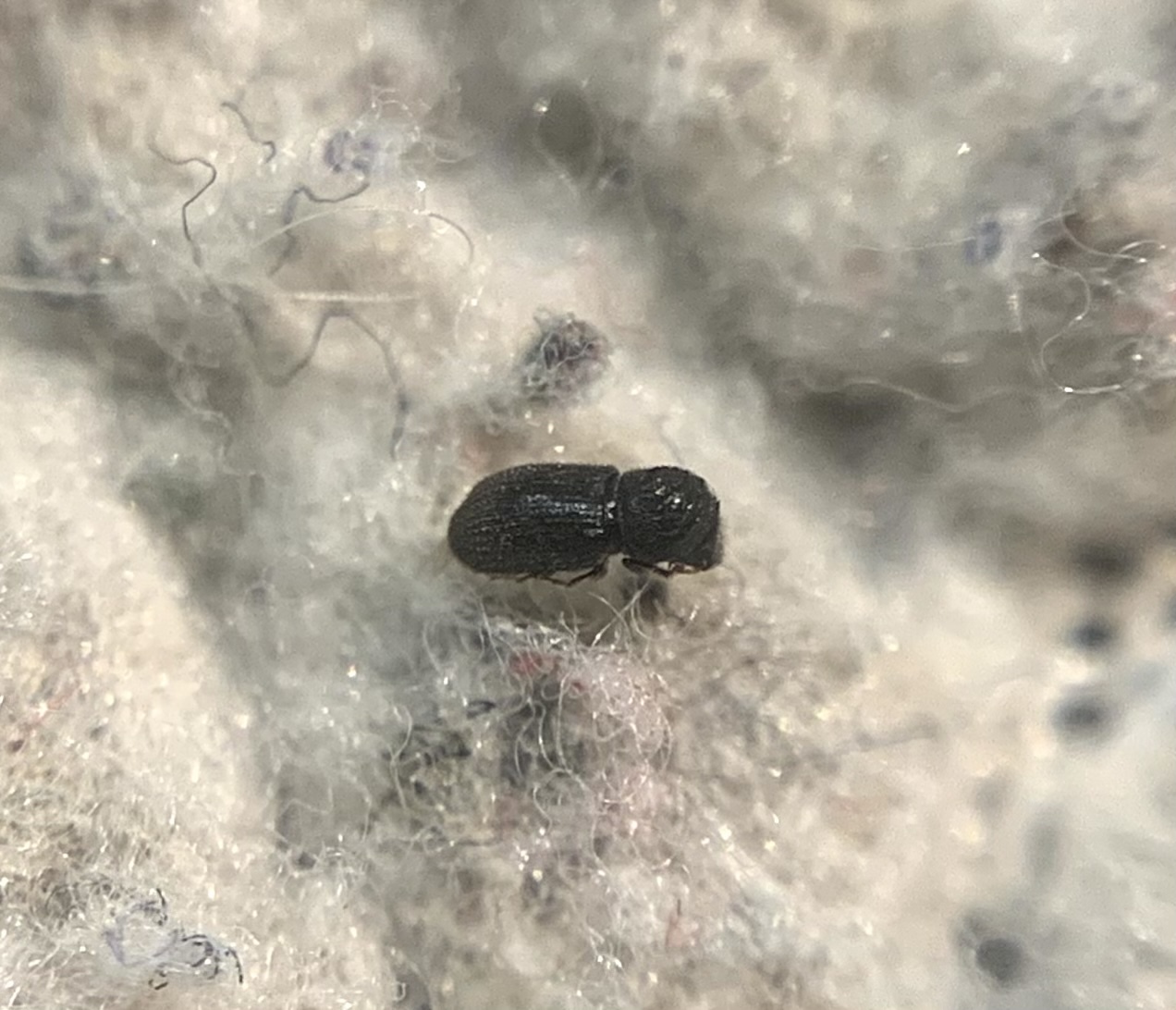 Trypophloeus granulatus - fehérnyárszú