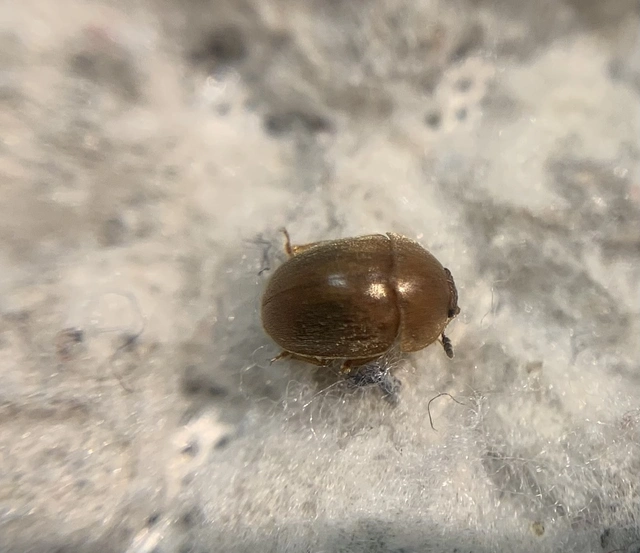 Cychramus luteus - sárga fénybogár Cychramus luteus - sárga fénybogár