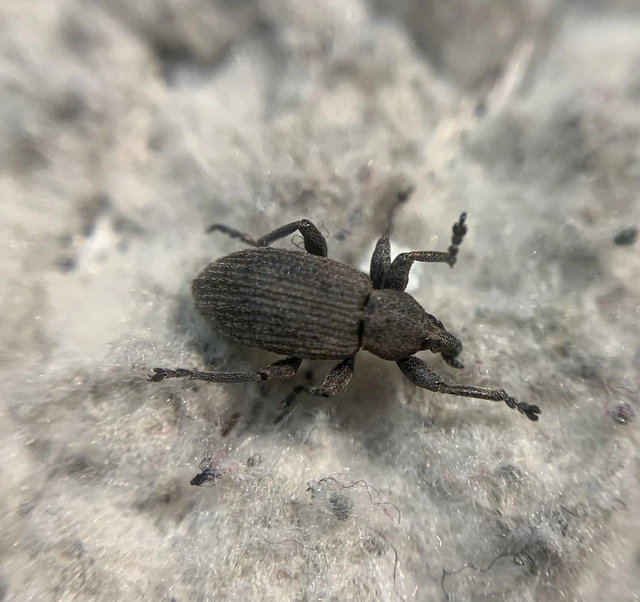 Hypera diversipunctata - nyúlánk pikkelyesormámyos