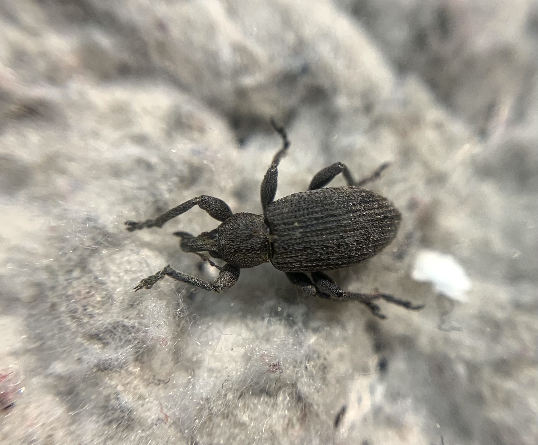 Hypera diversipunctata - nyúlánk pikkelyesormámyos