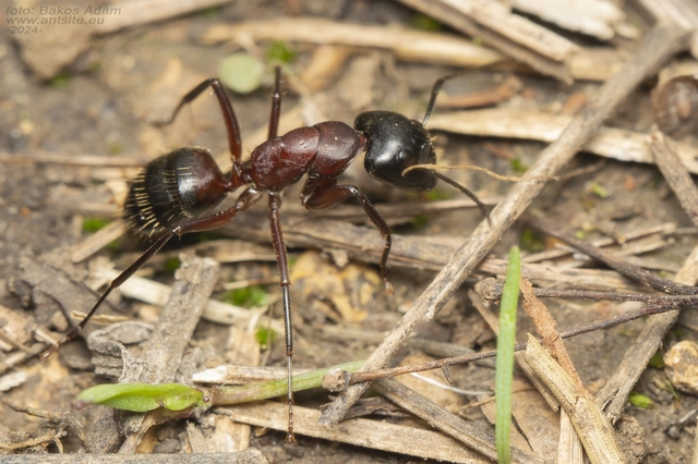 Camponotus ligniperda - faodvasító lóhangya