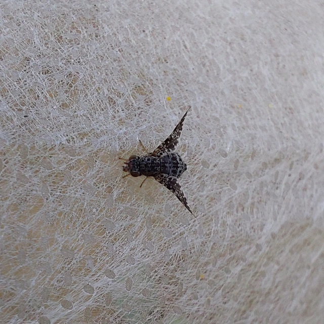 Callopistromyia annulipes - pávalégy