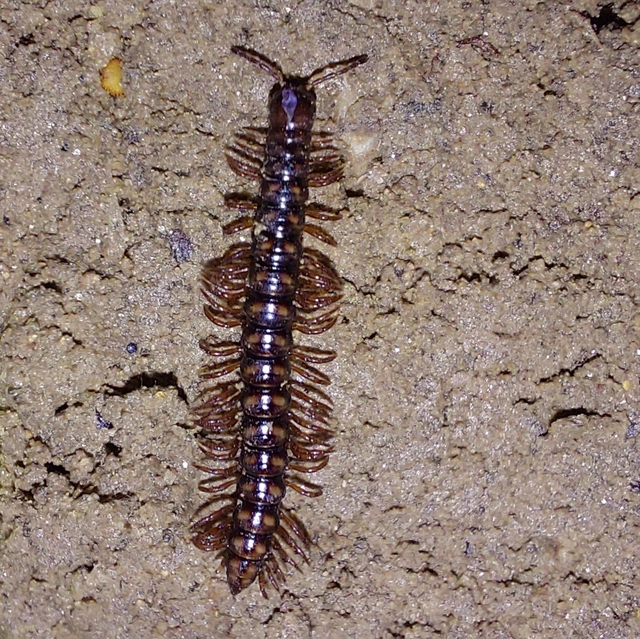 Diplopoda - Ikerszelvényesek