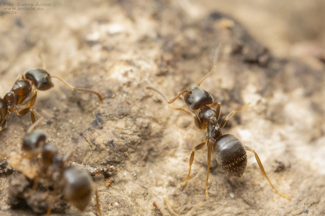 Lasius alienus - kövi feketehangya