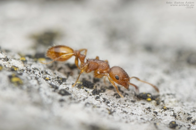 Temnothorax unifasciatus - gyűrűs kéreghangya