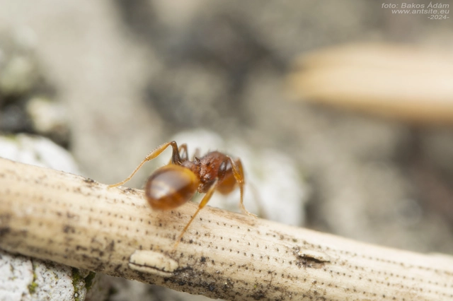 Temnothorax affinis - erdei kéreghangya