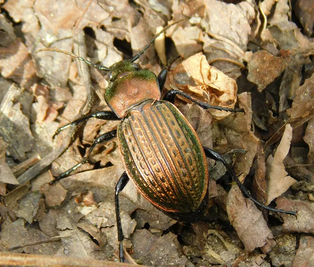 Carabus ulrichii - rezes futrinka Carabus ulrichii - rezes futrinka