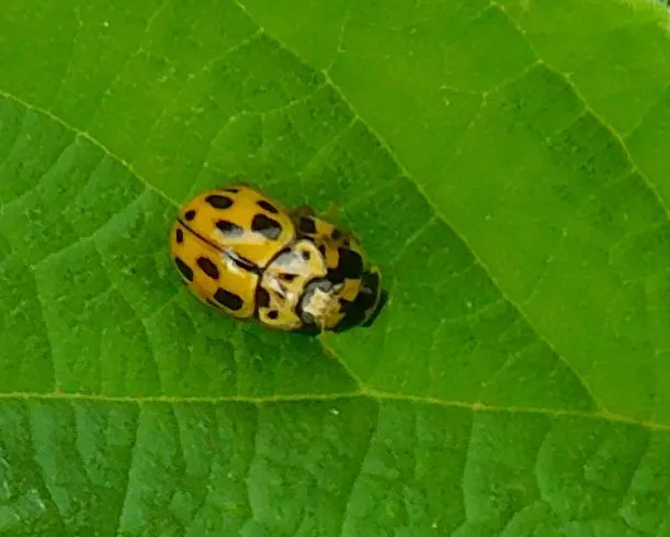 Propylea quatuordecimpunctata - tizennégypettyes füsskata
