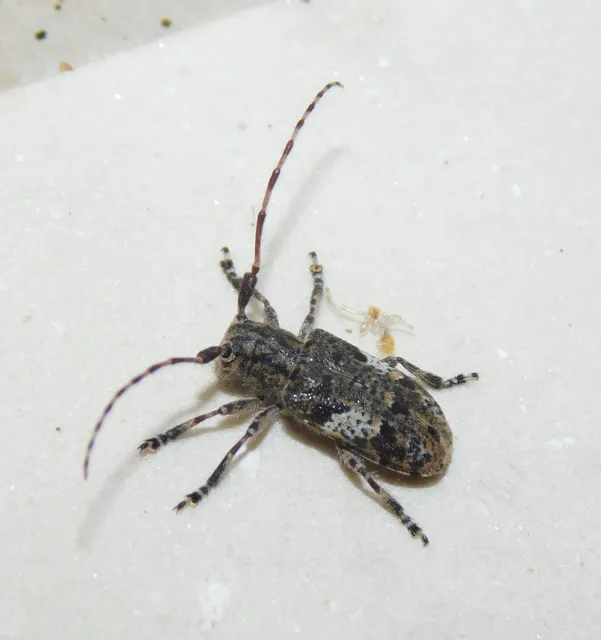 Mesosa nebulosa - ködfoltos cincér