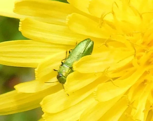 Anthaxia nitidula - ragyogó virágdíszbogár