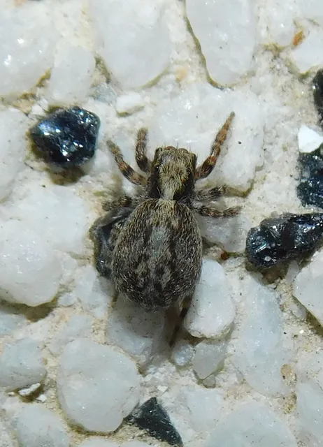 Pseudeuophrys lanigera - szobai ugrópók