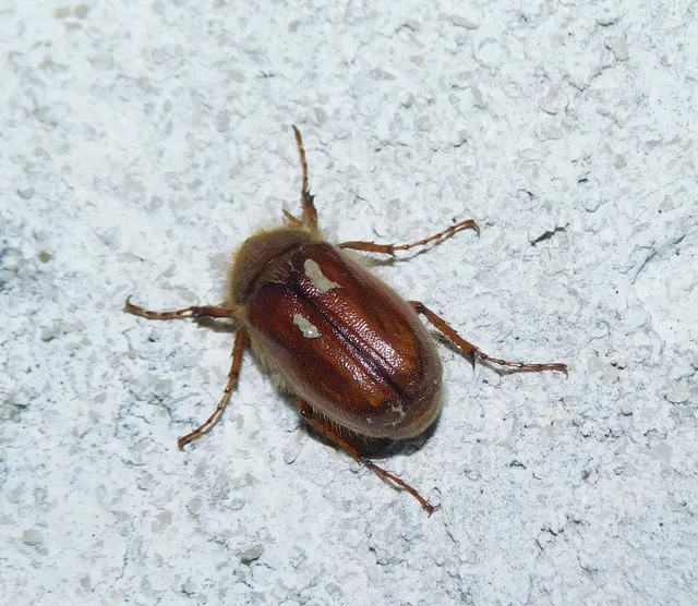 Holochelus vernus - tavaszi cserebogár