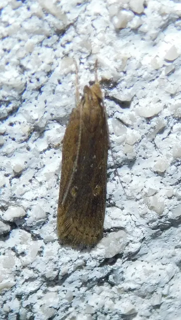 Helcystogramma triannulella - szuláksodró lápimoly
